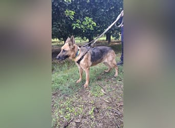 Elfie: Schäferhündin sucht Zuhause