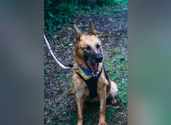 Elfie: Schäferhündin sucht Zuhause