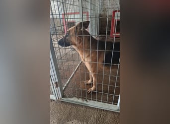 Elfie: Schäferhündin sucht Zuhause