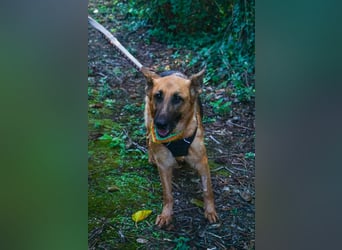 Elfie: Schäferhündin sucht Zuhause