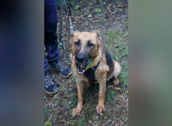 Elfie: Schäferhündin sucht Zuhause