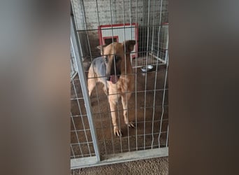 Elfie: Schäferhündin sucht Zuhause