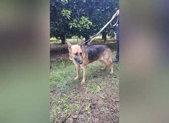 Elfie: Schäferhündin sucht Zuhause