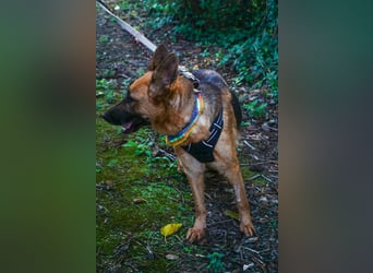Elfie: Schäferhündin sucht Zuhause