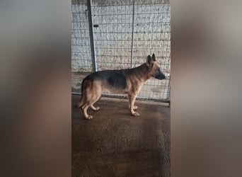 Elfie: Schäferhündin sucht Zuhause