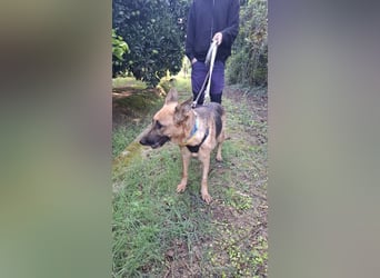 Elfie: Schäferhündin sucht Zuhause
