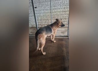 Elfie: Schäferhündin sucht Zuhause