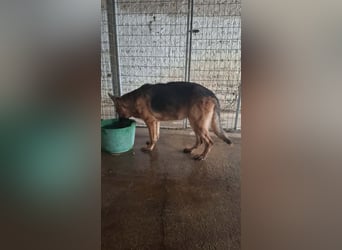 Elfie: Schäferhündin sucht Zuhause