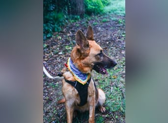 Elfie: Schäferhündin sucht Zuhause