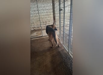 Elfie: Schäferhündin sucht Zuhause
