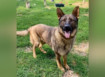 Powerpakt ZERO 2 J. deut. Schäferhund sucht Sportbegeisterte Menschen