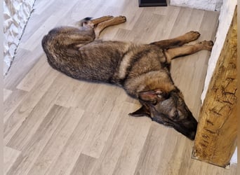 Powerpakt ZERO 2 J. deut. Schäferhund sucht Sportbegeisterte Menschen