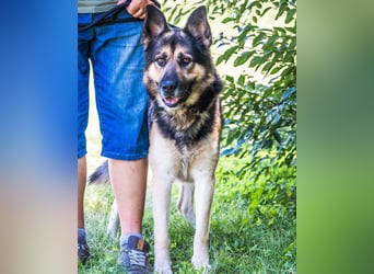 Blacky SI, liebevoller, stattlicher Junge