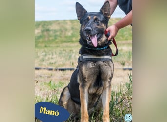 Manó, ein stattlicher Bursche