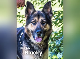 Blacky SI, liebevoller, stattlicher Junge
