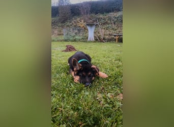 Gypsie und Gil suchen ab sofort ein liebevolles neues Zuhause