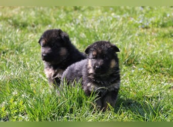 Gypsie und Gil suchen ab sofort ein liebevolles neues Zuhause