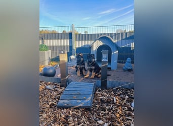 Gypsie und Gil suchen ab sofort ein liebevolles neues Zuhause