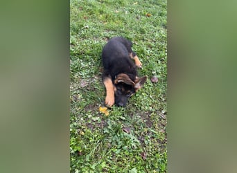 Gypsie und Gil suchen ab sofort ein liebevolles neues Zuhause