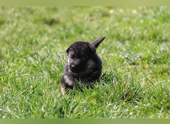 Gypsie und Gil suchen ab sofort ein liebevolles neues Zuhause