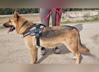 Wunderschöne LYONA-freundlich,unkompliziert wartet sehnsüchtig auf ihr liebevolles Für-immer-Zuhause