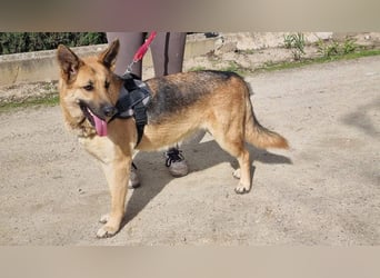 Wunderschöne LYONA-freundlich,unkompliziert wartet sehnsüchtig auf ihr liebevolles Für-immer-Zuhause