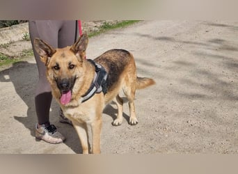 Wunderschöne LYONA-freundlich,unkompliziert wartet sehnsüchtig auf ihr liebevolles Für-immer-Zuhause