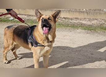 Wunderschöne LYONA-freundlich,unkompliziert wartet sehnsüchtig auf ihr liebevolles Für-immer-Zuhause