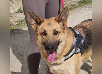 Wunderschöne LYONA-freundlich,unkompliziert wartet sehnsüchtig auf ihr liebevolles Für-immer-Zuhause