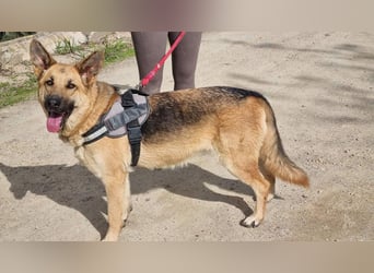 Wunderschöne LYONA-freundlich,unkompliziert wartet sehnsüchtig auf ihr liebevolles Für-immer-Zuhause