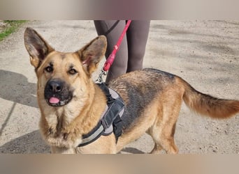 Wunderschöne LYONA-freundlich,unkompliziert wartet sehnsüchtig auf ihr liebevolles Für-immer-Zuhause