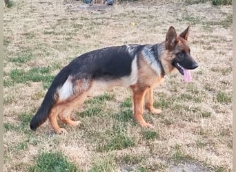 Deutscher Schäferhund Rüde
