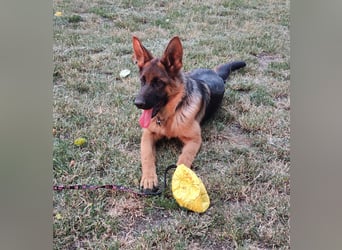 Deutscher Schäferhund Rüde