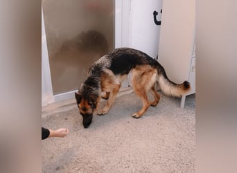 Schäferhündin Vega