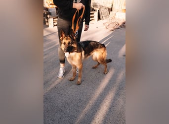 Schäferhündin Vega