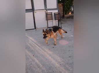 Schäferhündin Vega