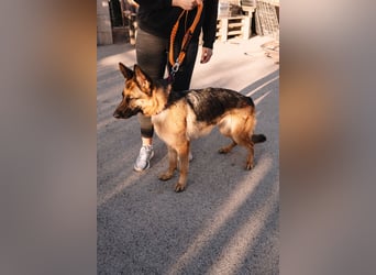 Schäferhündin Vega