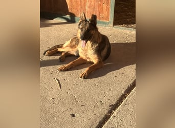 Tara - hat sie überhaupt noch eine Chance???