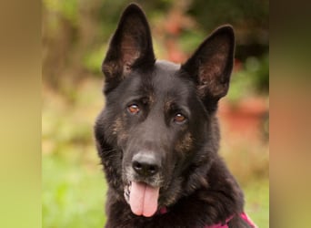 Elisa - braver Goldschatz - Tierhilfe Franken e.V.
