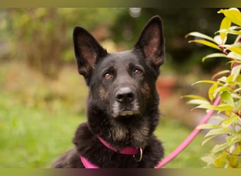 Elisa - braver Goldschatz - Tierhilfe Franken e.V.