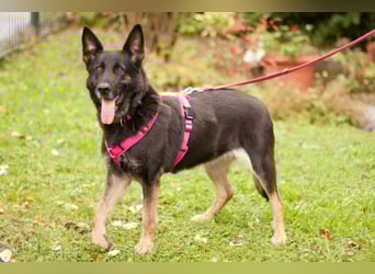 Elisa - braver Goldschatz - Tierhilfe Franken e.V.