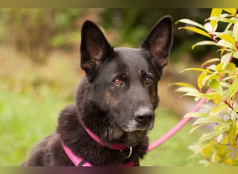 Elisa - braver Goldschatz - Tierhilfe Franken e.V.
