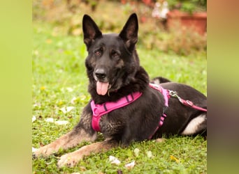 Elisa - braver Goldschatz - Tierhilfe Franken e.V.