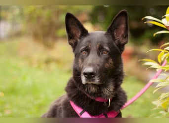 Elisa - braver Goldschatz - Tierhilfe Franken e.V.