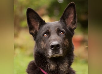 Elisa - braver Goldschatz - Tierhilfe Franken e.V.