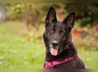 Elisa - braver Goldschatz - Tierhilfe Franken e.V.