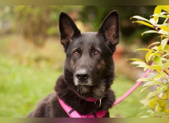 Elisa - braver Goldschatz - Tierhilfe Franken e.V.
