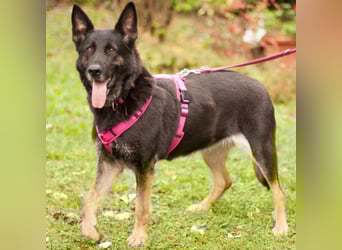 Elisa - braver Goldschatz - Tierhilfe Franken e.V.