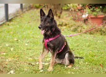 Elisa - braver Goldschatz - Tierhilfe Franken e.V.