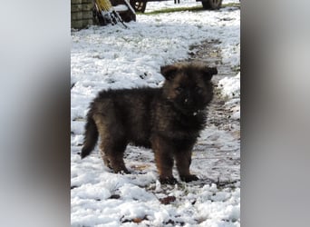 Deutsche Schäferhund Welpen Langstockhaar m.P. gerader Rücken